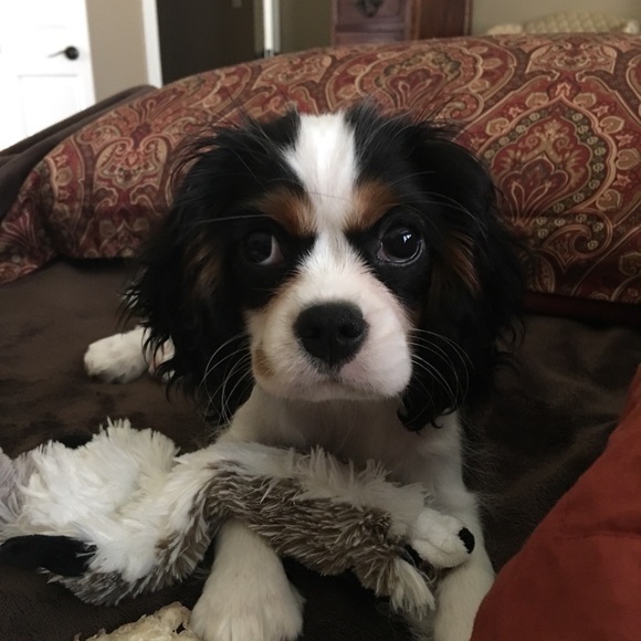 🐾 Meet your Posh Ambassador, Kim 🐾 - Picture 5 of 14